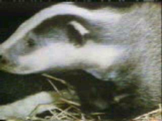 [A fuzzy video still of a badger]